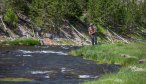 Fly fishing in YNP