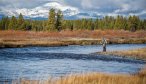 Fly Fishing in Yellowstone National Park