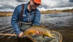 brown trout