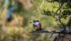 Fishing in Patagonia kingfisher