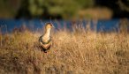 patagonia bird