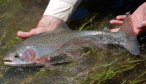 Bechler river rainbow