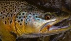 Brown trout fly fishing in New Zealand
