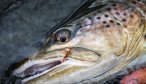 New Zealand fishing trips
