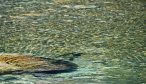 Big brown trout fly fishing in New Zealand