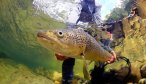 Big brown trout fly fishing in New Zealand