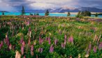 New Zealand fly fishing trips