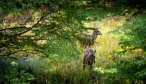 Chile fly fishing trips