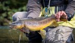 Chile fly fishing trips for big trout