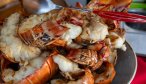Cuba lobster