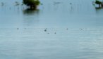 Bonefish in Cuba