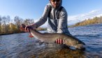 Fly fishing for taimen in Mongolia