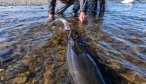 Mongolia fly fishing trips