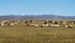 Mongolia fly fishing trips