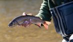 Mongolian fly fishing expeditions with Montana Angler