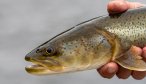Mongolia fly fishing trips