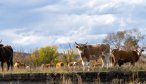 Mongolia fly fishing trips with Montana Angler