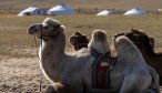 Mongolia fly fishing trips