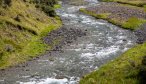 NZ trout river