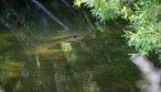 Trout Rising