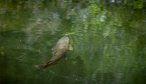 Big Trout sipping mayfly in New Zealand