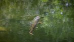 Rising Trout