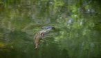 Rising Trout