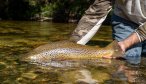 Brown trout release NZ