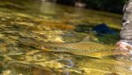 Big Trout released in NZ