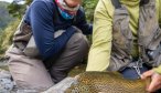 Nice Brown Trout in New Zealand