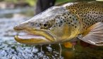 New Zealand fly fishing brown trout