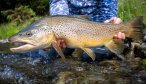 Big Brown in New Zealand Owen River Lodge