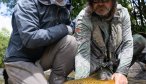 Nice brown trout in New Zealand