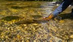 New Zeleand brown trout release
