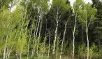 Madison River rental home