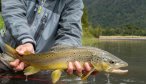Chile brown trout