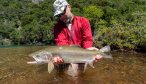 rainbow trout in Chile