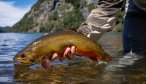 brook trout in chile