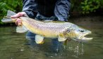 big Palena brown trout