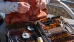 dry flies in chile