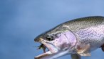 Chile dry fly fishing
