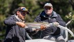 rainbow trout in Chile