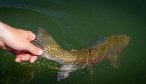 Montana Private Lake Fishing