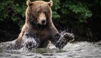 bear fishing rivers
