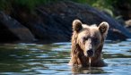 big AK bears fishing