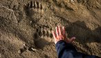 AK sockeye fishing and bears