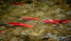 fly fishing in alaska sockeye