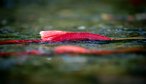 salmon AK