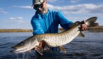 Amur pike in Mongolia