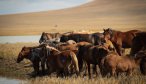 Mongolian horses are some of the hardiest in the world. Herds of horses can be found nearly anywhere you travel in Mongolia as they move freely across the Steppe. There are no fences or private property on the grasslands and life is much as it was during the times of Chinggis Kahn for the nomadic herders.